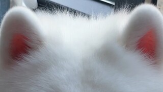 This pink ear hits my heart