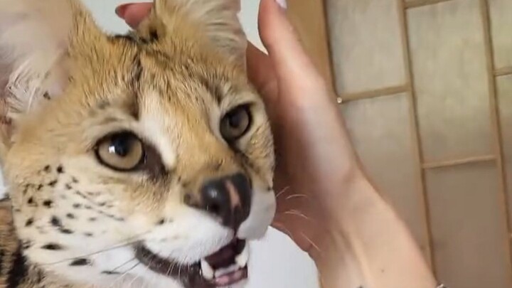 Serval cats don’t bark; they’re cuddly with both people and other cats.