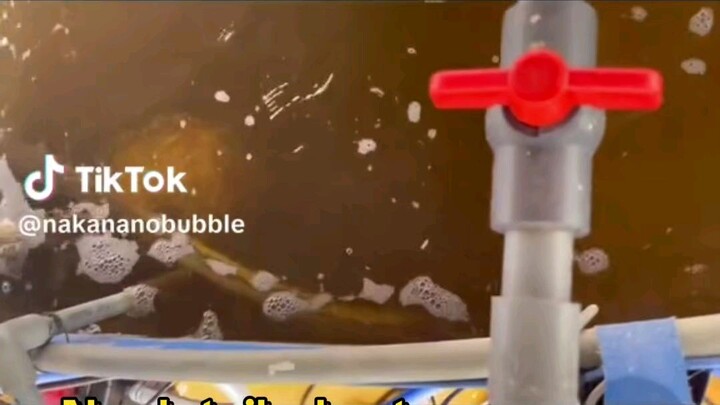 Kuruma Shrimps in RAS with oxygen nanobubbles - Nakashima