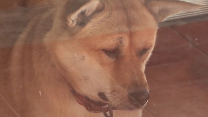 Rơi nước mắt… Chú chó Akita mãi chờ đợi người chồng đã khuất trở về…