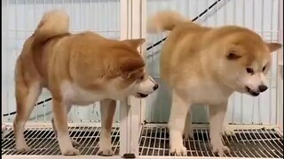 Shiba Inu: Apa yang kamu lihat?