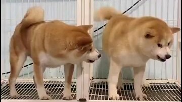 Shiba Inu: Cậu đang nhìn cái quái gì vậy?