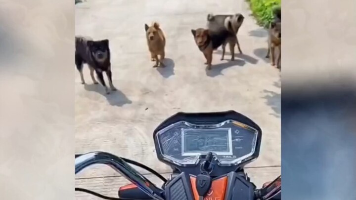 This dog’s got what it takes—when it really counts, it doesn’t back down.