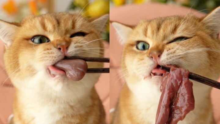 ทดสอบแรงกัด กรามแมวเคี้ยวเต็มคำ หอมอร่อยสุดๆ~