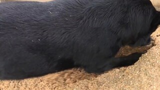 Membawa anak anjing kota kembali ke desa untuk Tahun Baru, seperti membuka pintu ke dunia baru untuk