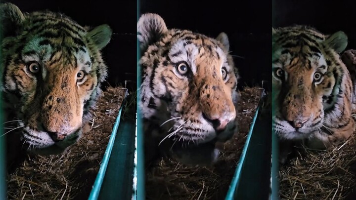 A wild Northeast China tiger meets humans for the first time...
