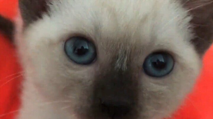 Oh my gosh, this kitten is so addictive!