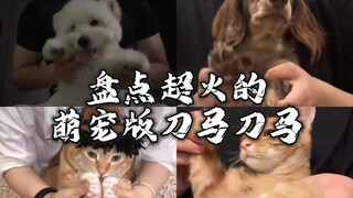 盘点超火的萌宠版刀马刀马手势舞，我不信你没刷到过！