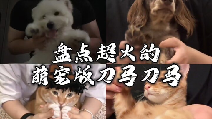 Melihat versi hewan peliharaan lucu yang sangat populer dari tarian gerakan pedang dan kuda, saya ya