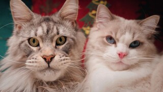 Maine Coon and My Ragdoll's Passionate French Kiss: Christmas Special