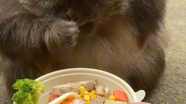 你们说太胖了，我买轻食减肥餐给他。结果一口都不吃