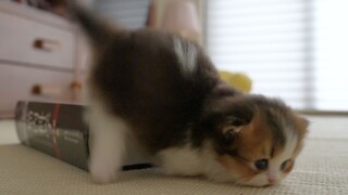 Anak kucing kecil itu baru belajar merangkak dan itu sedikit melelahkan...