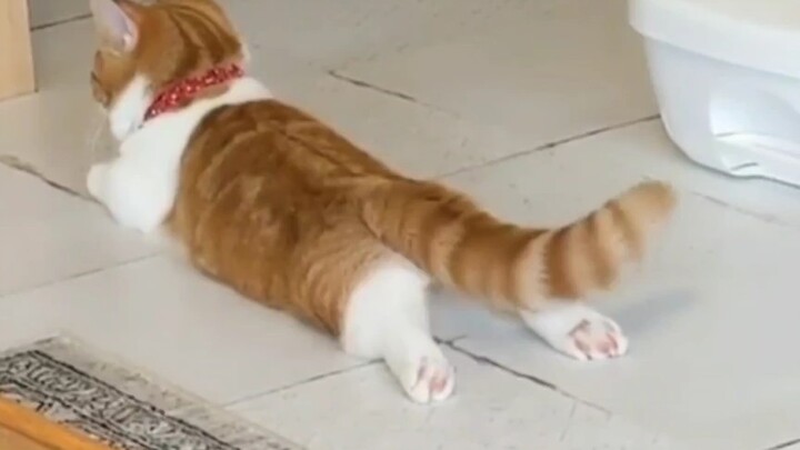 A cat’s little tail is just too cute!