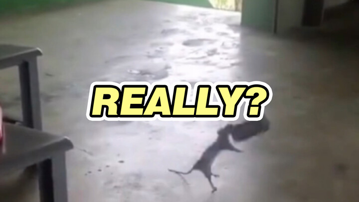 [Video Lucu] Kehidupan Tikus Sangatlah Keras