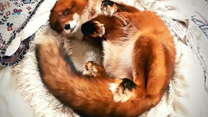 Firefox Browser