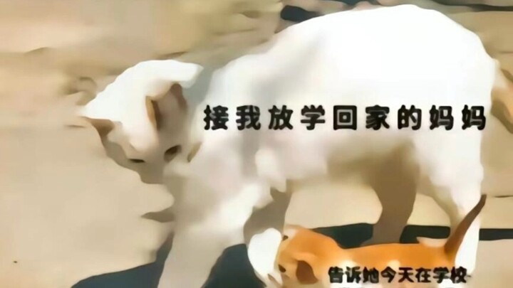 Yêu mẹ mày, mai gặp nhé