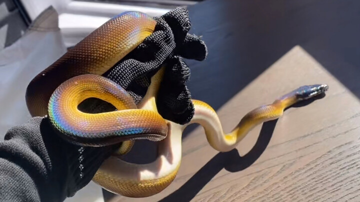 [Reptile] A colorful snake