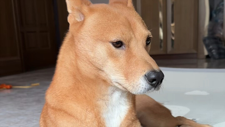 I’m just a dog you follow—unfollowing me is only natural; I was the one who crossed the line.