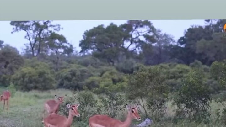 animal hunting