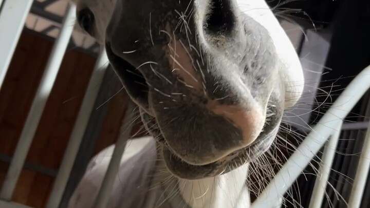 Một chú ngựa đẹp khác bị tôi chơi chán rồi, còn lắc đầu nữa hahaha