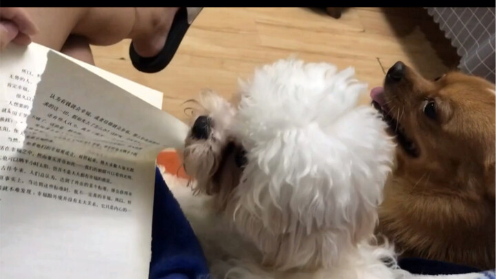 Three Great Benefits of Owning a Dog