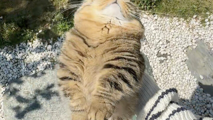 He's staying somewhere I can't see every day, watching me! I wonder what he's thinking.