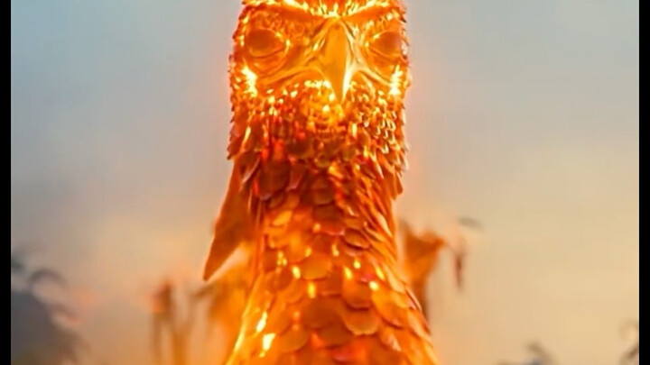 Phượng Hoàng Lửa…