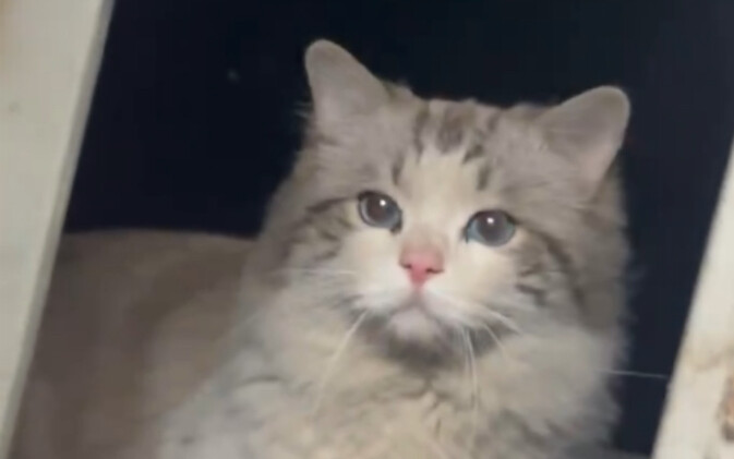 Mèo bố đời lang thang! Có muốn bắt vào không?