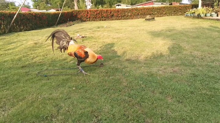 Pumpkin Hatch From Sir Allan Siaco