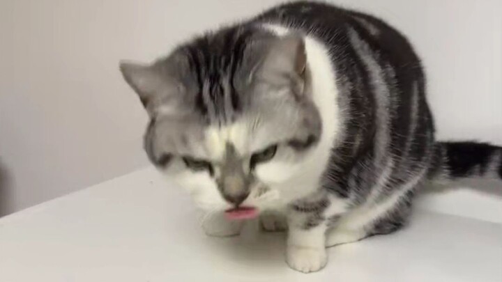 This household needs to deworm the cat and exorcise the owner.