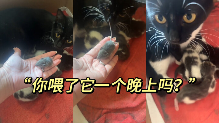 “Kamu udah ngasih makan dia semalaman?” Si ibu kucing o.o?