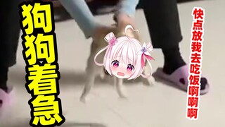 Anjing benar-benar menjadi gila ketika mereka lapar! ! !