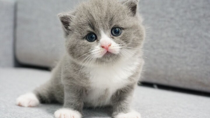 The mischievous little kitten even dares to swat its mom, then puts on an innocent act after being s
