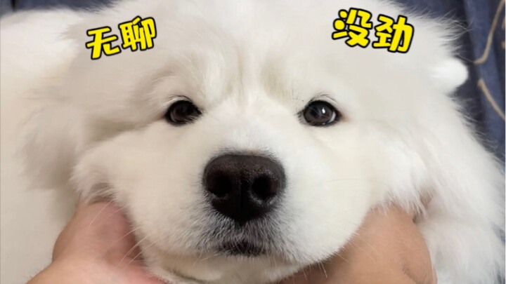 Don’t get a Samoyed anymore—there’s really no fun in it. They’re no good at anything; eating and sle