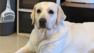 Labrador has once again shattered my perception of it.