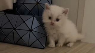 Family, Gou Sheng has pooped! He’s had his physical exam! And then we treated Gou Sheng to a hotpot 