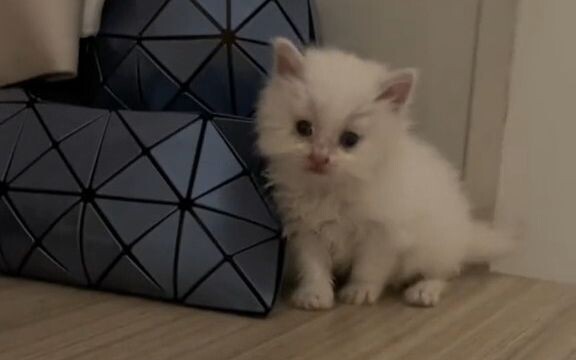 Family, Gou Sheng has pooped! He’s had his physical exam! And then we treated Gou Sheng to a hotpot 