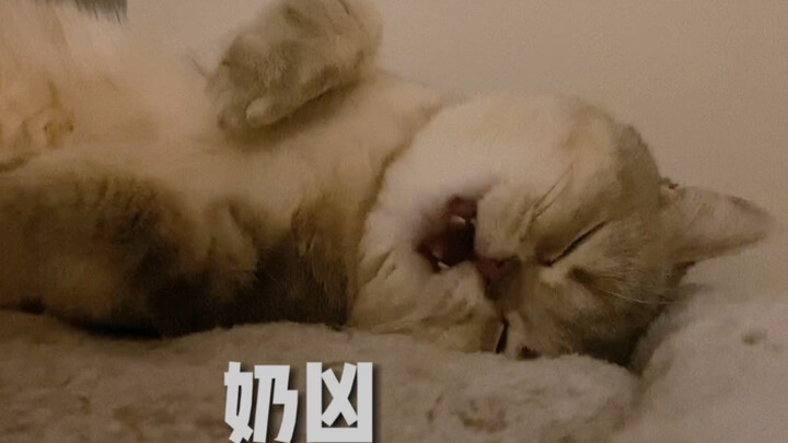 Kucing kecil paling menggemaskan yang suka ngomong dalam tidur di seluruh internet