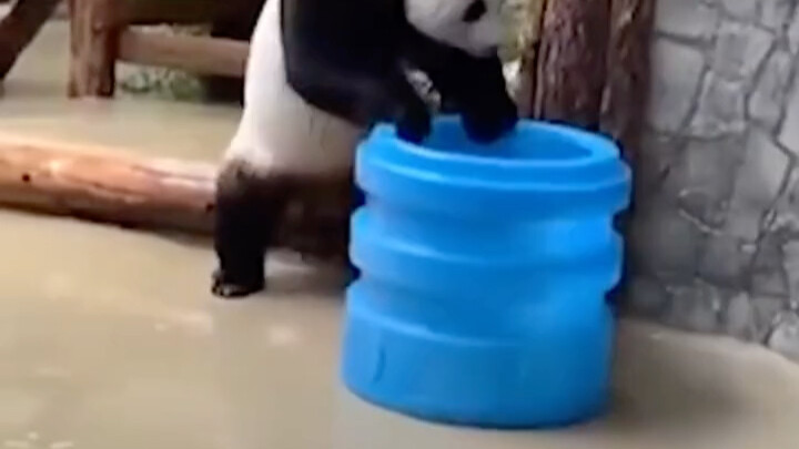 Panda Heads to Russia and the “Art Style Suddenly Changes” — Netizens: When in Rome, Do as the Roman