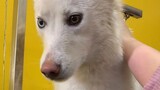 Washing an unusual white husky, three stars in difficulty