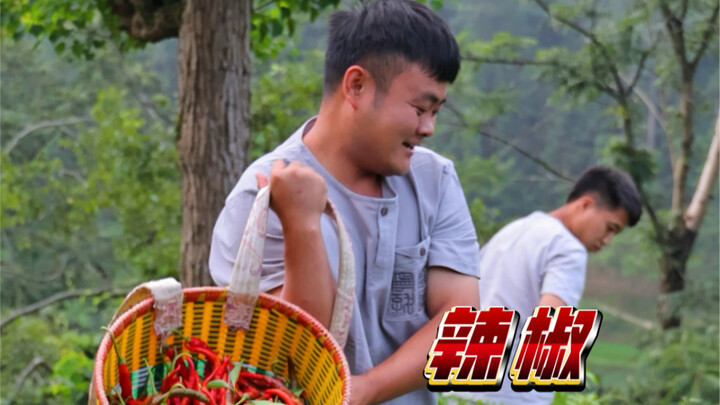 กว่าจะเปลี่ยนจากพริกสดที่เก็บมาจนกลายเป็นน้ำมันพริกได้ ก็ต้องใช้ความพยายามไม่น้อยเลยทีเดียว