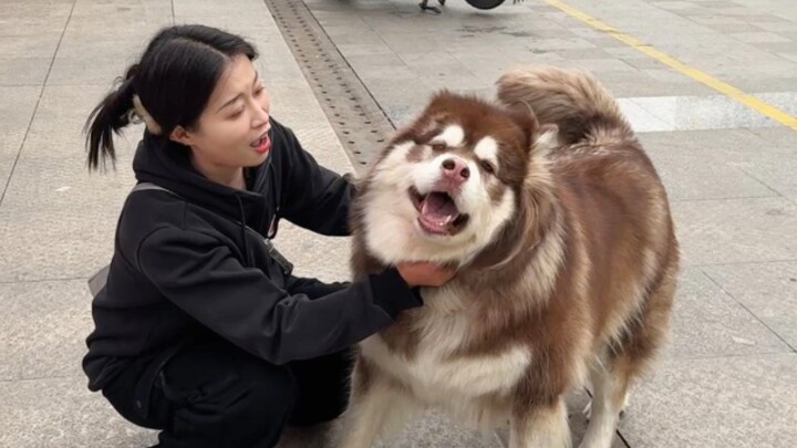Today I’m walking a 100-pound bear-sized Alaskan Malamute—it’s so cute!