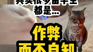 【Cat meme】American students: Is this considered cheating?
