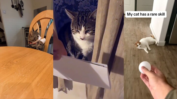 It seems to understand everything, but it just won’t admit it.