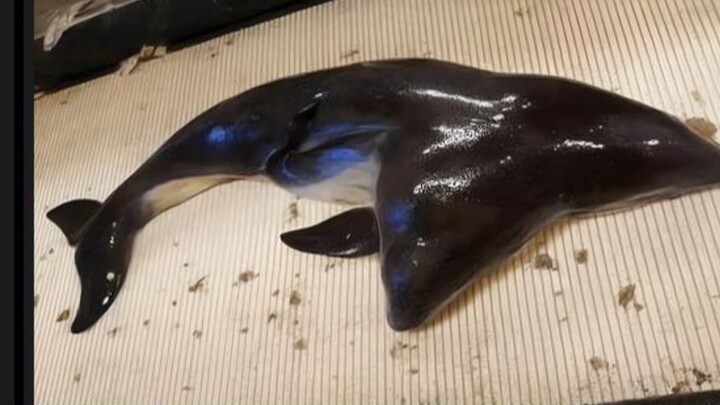 Day 121 of the nuclear wastewater release: Happy Winter Solstice!