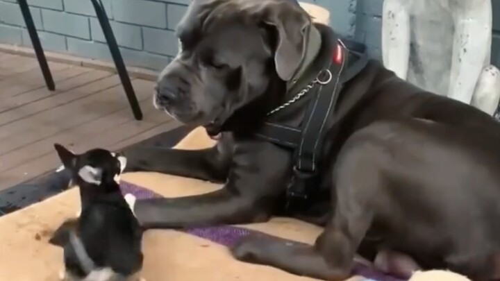 The big dog has no idea how strong it is.