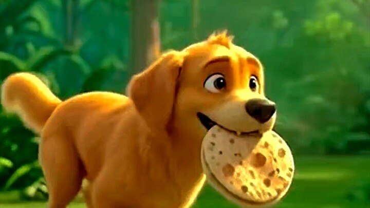 dog food do