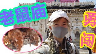 印度vlog.10 | 论女生独自到印度看到成堆的老鼠会怎样，一、尖叫 二、猝死 三、向老鼠祈求愿望（印度老鼠庙）