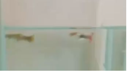 Mini Aquarium