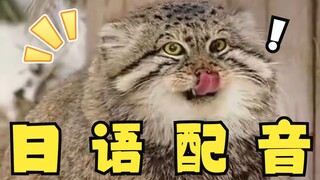 Con caracal kỳ lạ, nhưng bằng tiếng Nhật
